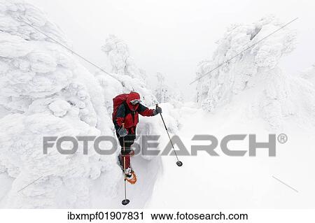 "Female snowshoe walker walking among oddly-shaped icy Norway spruces (Picea abies) on Brocken mountain, 1142m, Harz Mountains, Saxony-Anhalt, Germany, Europe" View Large Photo Image Stock Image - "Female snowshoe walker walking among oddly-shaped icy Norway spruces (Picea abies) on Brocken mountain, 1142m, Harz Mountains, Saxony-Anhalt, Germany, Europe". Fotosearch