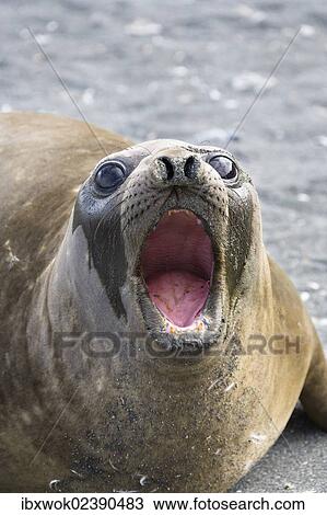Stock Image - "Female Southern Elephant Seal (Mirounga leonina), Gold Harbour, South Georgia, Subantarctic, Antarctica". Fotosearch