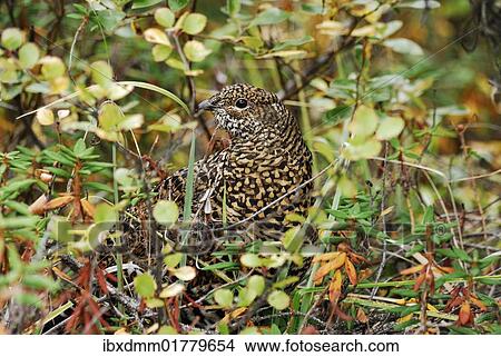 "Female Spruce Grouse (Falcipennis canadensis), Banff National Park, Alberta, Canada, North America" View Large Photo Image Picture - "Female Spruce Grouse (Falcipennis canadensis), Banff National Park, Alberta, Canada, North America". Fotosearch