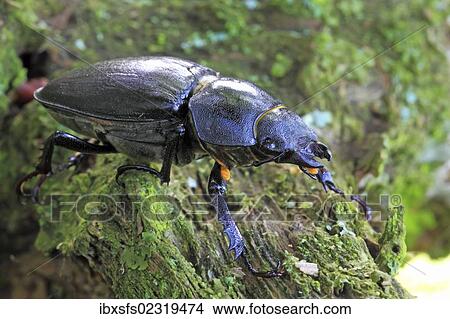 Picture - Female stag beetle (Lucanus cervus). Fotosearch