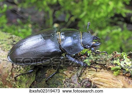 Female stag beetle (Lucanus cervus) View Large Photo Image Stock Image - Female stag beetle (Lucanus cervus). Fotosearch