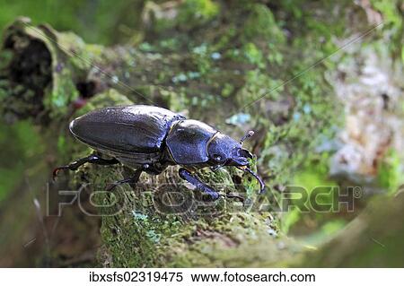 Female stag beetle (Lucanus cervus) View Large Photo Image Stock Photography - Female stag beetle (Lucanus cervus). Fotosearch