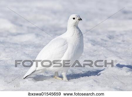 Stock Photo - "Female Willow Grouse or Willow Ptarmigan (Lagopus lagopus), in winter plumage, Haines Pass, British Columbia, B, C., Canada, North America". Fotosearch
