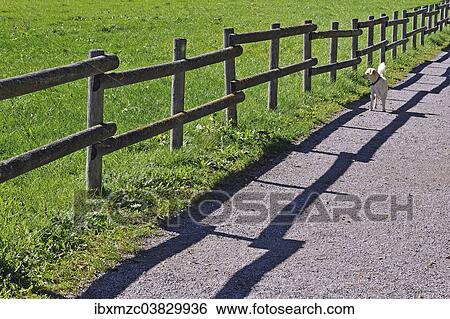 "Fence with a shadow and a dog along the promenade path, Buhl am Alpsee, Allgau, Bavaria, Germany, Europe" View Large Photo Image Stock Photograph - "Fence with a shadow and a dog along the promenade path, Buhl am Alpsee, Allgau, Bavaria, Germany, Europe". Fotosearch