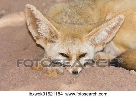 "Fennec Fox (Canis zerdus), Libya, Africa" View Large Photo Image Picture - "Fennec Fox (Canis zerdus), Libya, Africa". Fotosearch