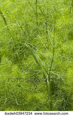 "Fennel (Foeniculum vulgare), North Rhine-Westphalia, Germany, Europe" View Large Photo Image Picture - "Fennel (Foeniculum vulgare), North Rhine-Westphalia, Germany, Europe". Fotosearch
