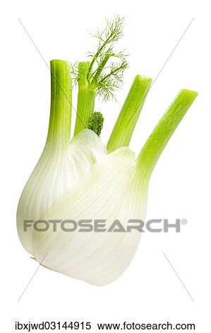 Fennel View Large Photo Image Stock Photography - Fennel. Fotosearch