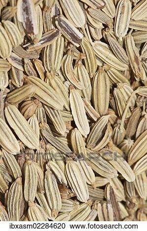 "Fennel tea, organic tea" View Large Photo Image Stock Image - "Fennel tea, organic tea". Fotosearch
