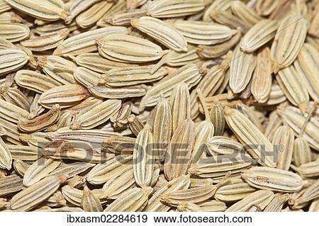 "Fennel tea, organic tea" View Large Photo Image Stock Photo - "Fennel tea, organic tea". Fotosearch
