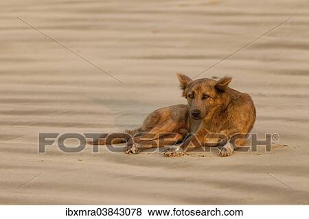 "Feral dog lying on the beach, Ngapali Beach, Thandwe, Burma" View Large Photo Image Stock Photo - "Feral dog lying on the beach, Ngapali Beach, Thandwe, Burma". Fotosearch