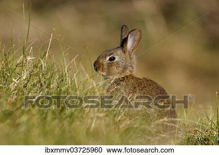 "Feral Domestic Rabbit (Oryctolagus cuniculus forma domestica), East Frisian Islands, East Frisia, Lower Saxony, Germany, Europe" View Large Photo Image Stock Image - "Feral Domestic Rabbit (Oryctolagus cuniculus forma domestica), East Frisian Islands, East Frisia, Lower Saxony, Germany, Europe". Fotosearch