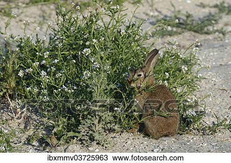 "Feral Domestic Rabbit (Oryctolagus cuniculus forma domestica), East Frisian Islands, East Frisia, Lower Saxony, Germany, Europe" View Large Photo Image Stock Image - "Feral Domestic Rabbit (Oryctolagus cuniculus forma domestica), East Frisian Islands, East Frisia, Lower Saxony, Germany, Europe". Fotosearch