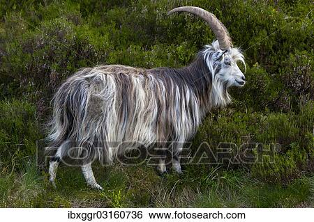 "Feral goat (Capra hircus aegagrus), Grey Mare's Tail Nature Reserve, Borders District, Scotland, United Kingdom, Europe" View Large Photo Image Stock Photograph - "Feral goat (Capra hircus aegagrus), Grey Mare's Tail Nature Reserve, Borders District, Scotland, United Kingdom, Europe". Fotosearch