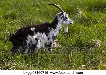 "Feral goat (Capra hircus aegagrus), Grey Mare's Tail Nature Reserve, Borders District, Scotland, United Kingdom, Europe" View Large Photo Image Stock Photography - "Feral goat (Capra hircus aegagrus), Grey Mare's Tail Nature Reserve, Borders District, Scotland, United Kingdom, Europe". Fotosearch