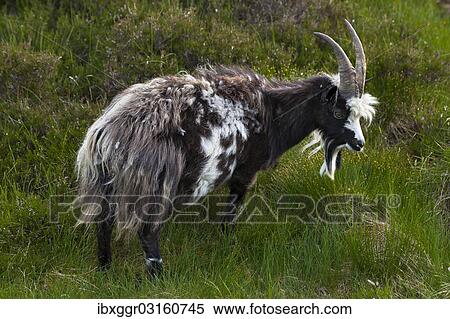 "Feral goat (Capra hircus aegagrus), Grey Mare's Tail Nature Reserve, Borders District, Scotland, United Kingdom, Europe" View Large Photo Image Stock Photography - "Feral goat (Capra hircus aegagrus), Grey Mare's Tail Nature Reserve, Borders District, Scotland, United Kingdom, Europe". Fotosearch