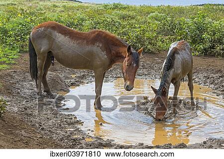 "Feral horses, mud bath, Easter Island, Chile, South America" View Large Photo Image Stock Image - "Feral horses, mud bath, Easter Island, Chile, South America". Fotosearch