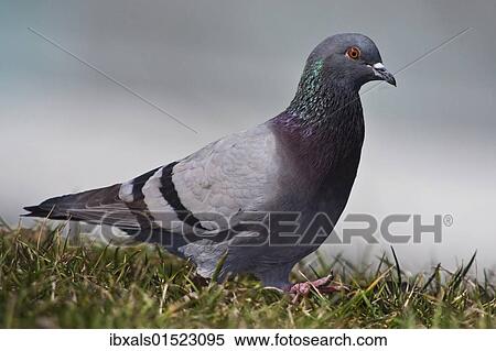 Stock Photography - Feral pigeon (Columba livia). Fotosearch