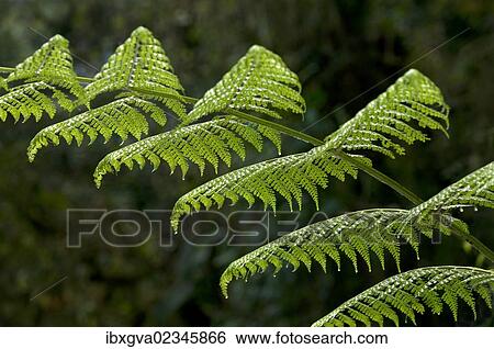 "Fern frond, Tandayapa region, Andean cloud forest, Ecuador, South America" View Large Photo Image Stock Photograph - "Fern frond, Tandayapa region, Andean cloud forest, Ecuador, South America". Fotosearch