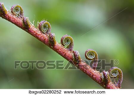 "Fern frond unfurling, Tandayapa region, Andean cloud forest, Ecuador, South America" View Large Photo Image Stock Image - "Fern frond unfurling, Tandayapa region, Andean cloud forest, Ecuador, South America". Fotosearch