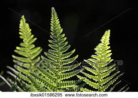 Fern fronds in backlight View Large Photo Image Stock Photography - Fern fronds in backlight. Fotosearch