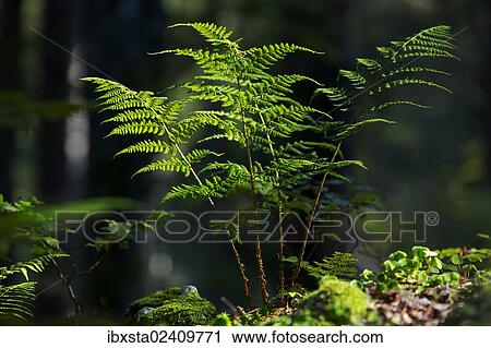 "Fern in a forest, Feldberg Mountain, Black Forest, Baden-Wuerttemberg, Germany, Europe, PublicGround, Europe" View Large Photo Image Stock Image - "Fern in a forest, Feldberg Mountain, Black Forest, Baden-Wuerttemberg, Germany, Europe, PublicGround, Europe". Fotosearch