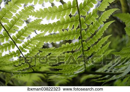 "Fern, La Palma, Canary Islands, Spain, Europe" View Large Photo Image Stock Image - "Fern, La Palma, Canary Islands, Spain, Europe". Fotosearch