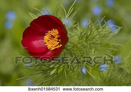 Fern leaf peony (Paeonia tenuifolia) View Large Photo Image Stock Image - Fern leaf peony (Paeonia tenuifolia). Fotosearch