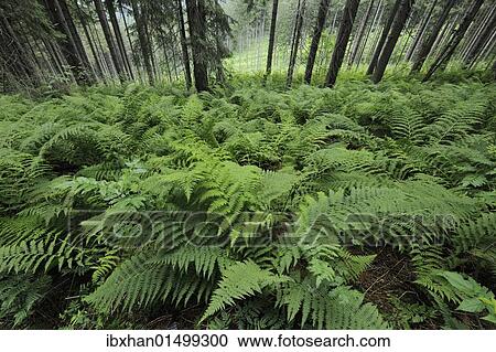 "Fern, Mala Fatra National Park, Slovakia, Europe" View Large Photo Image Stock Image - "Fern, Mala Fatra National Park, Slovakia, Europe". Fotosearch