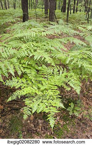 Stock Image - "Ferns in forest near Roztoka, Kampinoski National Park, Poland, Europe". Fotosearch