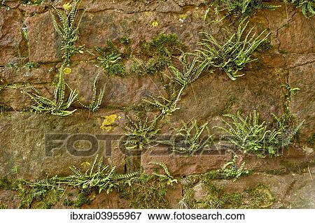 "Ferns on a sandstone wall, old town, Budingen, Hesse, Germany, Europe" View Large Photo Image Stock Photo - "Ferns on a sandstone wall, old town, Budingen, Hesse, Germany, Europe". Fotosearch