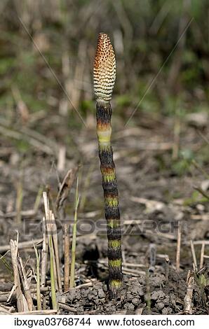 "Fertile spore-bearing stem of a Field Horsetail or Common Horsetail (Equisetum arvense), Switzerland, Europe" View Large Photo Image Picture - "Fertile spore-bearing stem of a Field Horsetail or Common Horsetail (Equisetum arvense), Switzerland, Europe". Fotosearch