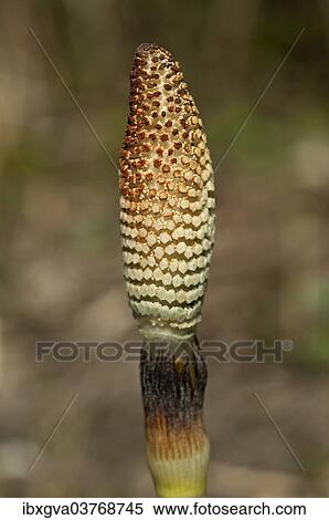 "Fertile spore-bearing stem of a Field Horsetail or Common Horsetail (Equisetum arvense), Switzerland, Europe" View Large Photo Image Stock Photography - "Fertile spore-bearing stem of a Field Horsetail or Common Horsetail (Equisetum arvense), Switzerland, Europe". Fotosearch