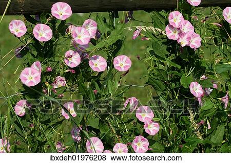 "Field bindweed (Convolvulus arvensis), Allgaeu, Bavaria, Germany, Europe" View Large Photo Image Stock Photo - "Field bindweed (Convolvulus arvensis), Allgaeu, Bavaria, Germany, Europe". Fotosearch