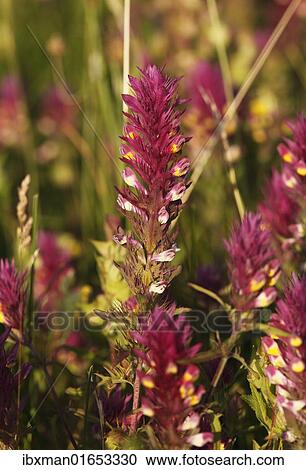 "Field Cow-Wheat (Melampyrum arvense), Bavaria, Germany, Europe" View Large Photo Image Stock Image - "Field Cow-Wheat (Melampyrum arvense), Bavaria, Germany, Europe". Fotosearch