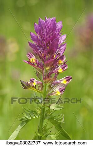 Stock Photo - "Field Cow-wheat (Melampyrum arvense), a semi-parasitic plant, Kaiserstuhl, Baden-Wurttemberg, Germany, Europe". Fotosearch