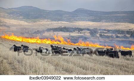 "Field fire in eastern Anatolia, Turkey, Asia" View Large Photo Image Stock Image - "Field fire in eastern Anatolia, Turkey, Asia". Fotosearch