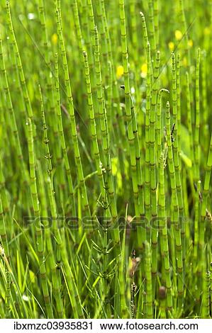 "Field Horsetail (Equisetum arvense), Bavaria, Germany, Europe" View Large Photo Image Stock Image - "Field Horsetail (Equisetum arvense), Bavaria, Germany, Europe". Fotosearch
