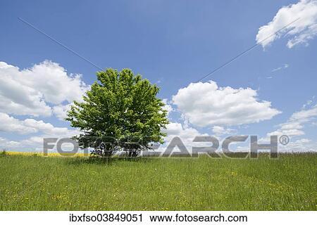 "Field Maple (Acer campestre), Thuringia, Germany, Europe" View Large Photo Image Stock Image - "Field Maple (Acer campestre), Thuringia, Germany, Europe". Fotosearch