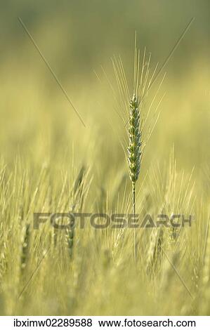 Stock Photo - "Field of Barley (Hordeum vulgare), Waiblingen, Germany, Europe". Fotosearch