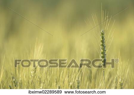 "Field of Barley (Hordeum vulgare), Waiblingen, Germany, Europe" View Large Photo Image Stock Photo - "Field of Barley (Hordeum vulgare), Waiblingen, Germany, Europe". Fotosearch