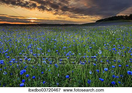 Stock Photo - "Field of cornflowers, (Centaurea cyanus), sunset, Baltic Seaside Resort Sellin, Rugen, Mecklenburg-Western Pomerania, Germany, Europe". Fotosearch