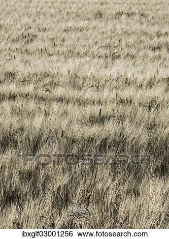 "Field of grain, Provence, Provence-Alpes-Cote, France, Europe" View Large Photo Image Stock Photograph - "Field of grain, Provence, Provence-Alpes-Cote, France, Europe". Fotosearch