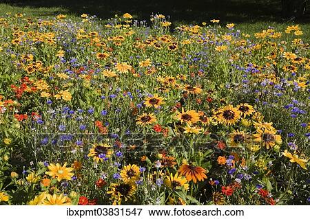 "Field of mixed red and orange Cosmos (Cosmos), yellow Zinnias (Zinnia) and Blue Knapweed (Centaurea) flowers in summer, Montreal Botanical Garden, Montreal, Quebec, Canada, North America" View Large Photo Image Stock Photo - "Field of mixed red and orange Cosmos (Cosmos), yellow Zinnias (Zinnia) and Blue Knapweed (Centaurea) flowers in summer, Montreal Botanical Garden, Montreal, Quebec, Canada, North America". Fotosearch
