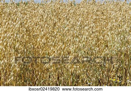 "Field of Oats (Avena), Hallertau area, Mainburg, Bavaria, Germany, Europe" View Large Photo Image Stock Image - "Field of Oats (Avena), Hallertau area, Mainburg, Bavaria, Germany, Europe". Fotosearch