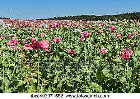 Stock Image - "Field of poppies, Opium Poppy (Papaver somniferum)". Fotosearch