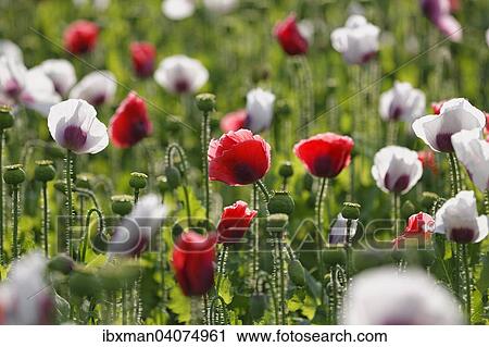 Stock Image - "Field of poppies, Opium Poppy (Papaver somniferum), Lower Austria, Austria, Europe". Fotosearch