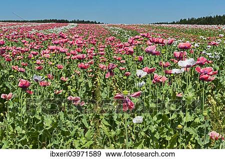 Stock Photo - "Field of poppies, Opium Poppy (Papaver somniferum)". Fotosearch
