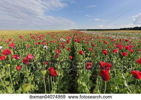 "Field of poppies, Opium Poppy (Papaver somniferum), near Sallingberg, Waldviertel, Lower Austria, Austria, Europe" View Large Photo Image Stock Photo - "Field of poppies, Opium Poppy (Papaver somniferum), near Sallingberg, Waldviertel, Lower Austria, Austria, Europe". Fotosearch