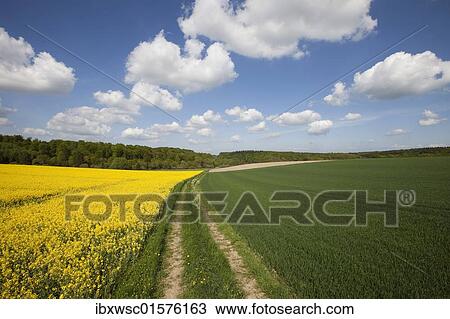 "Field of rape, clouds in the sky" View Large Photo Image Stock Image - "Field of rape, clouds in the sky". Fotosearch
