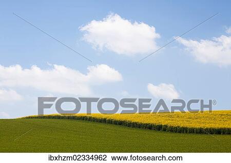 Stock Image - Field of Rape or Canola (Brassica napus). Fotosearch